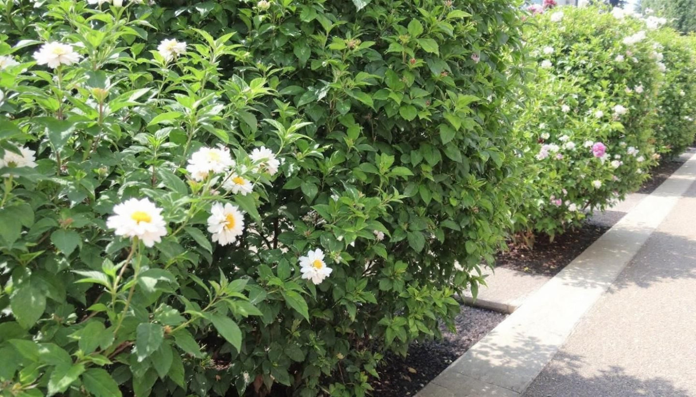 Quels arbustes choisir pour un jardin peu entretenu ?